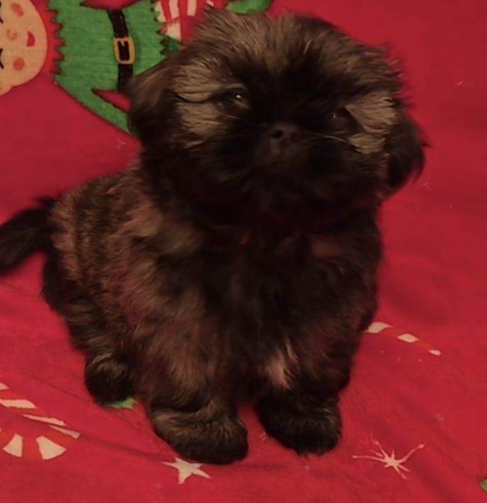 Imperial Shih tzu- Two Beautiful girls left ❤️ 