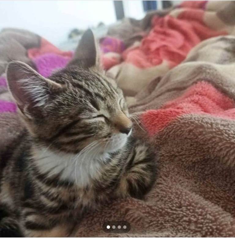 TABBY CAT (4 MONTH OLD)