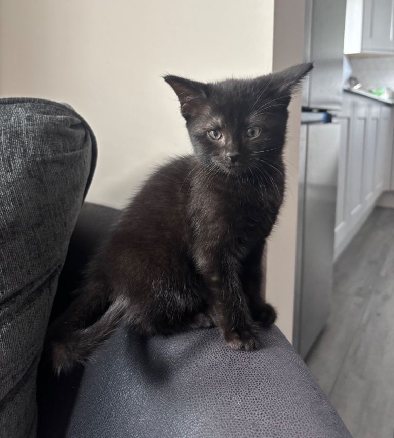 1 Beautiful Female Black Fluffy Kittens Ready Now