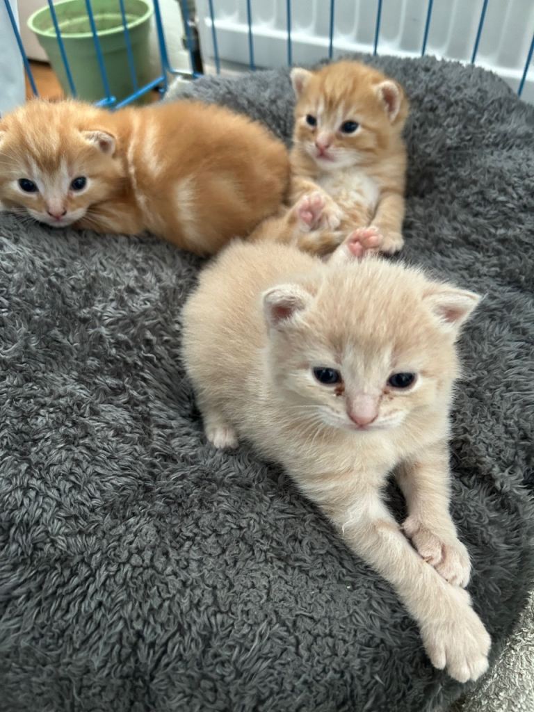 Tabby Maine Coon Mixed Kittens 