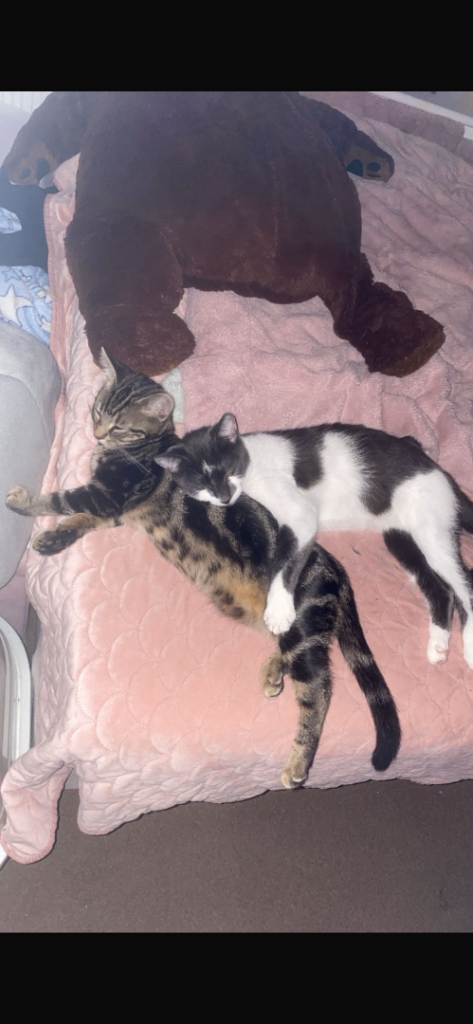 Cats for sale 