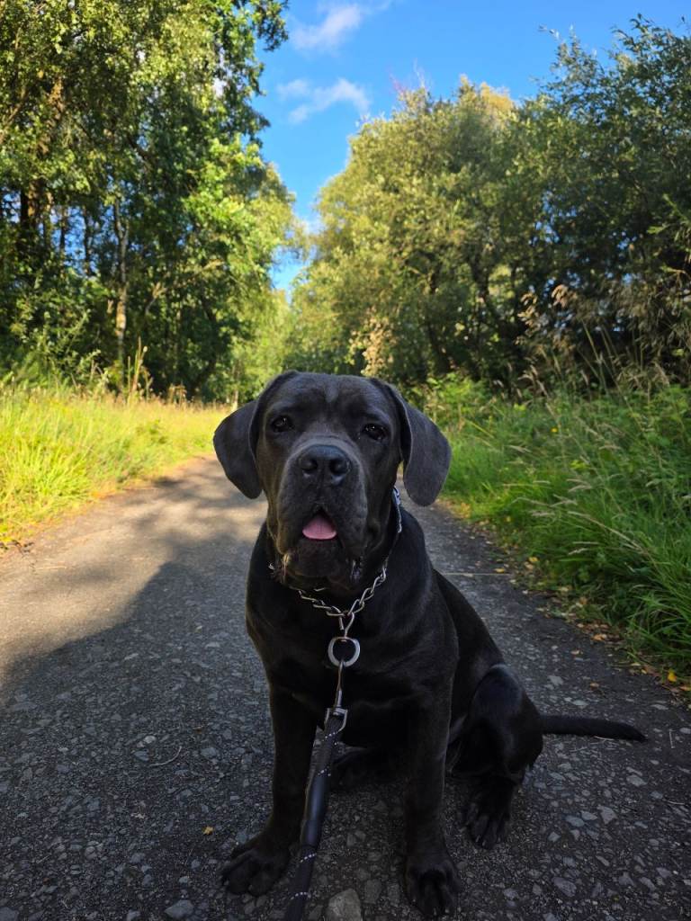 Lilly Looking for a good home