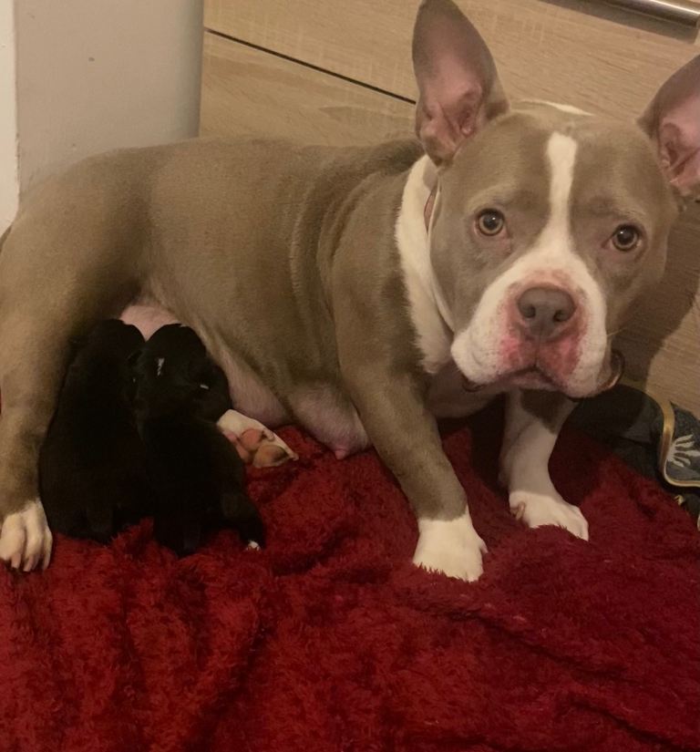 2 puppies frenchie x pocket bully xenglish bullldog