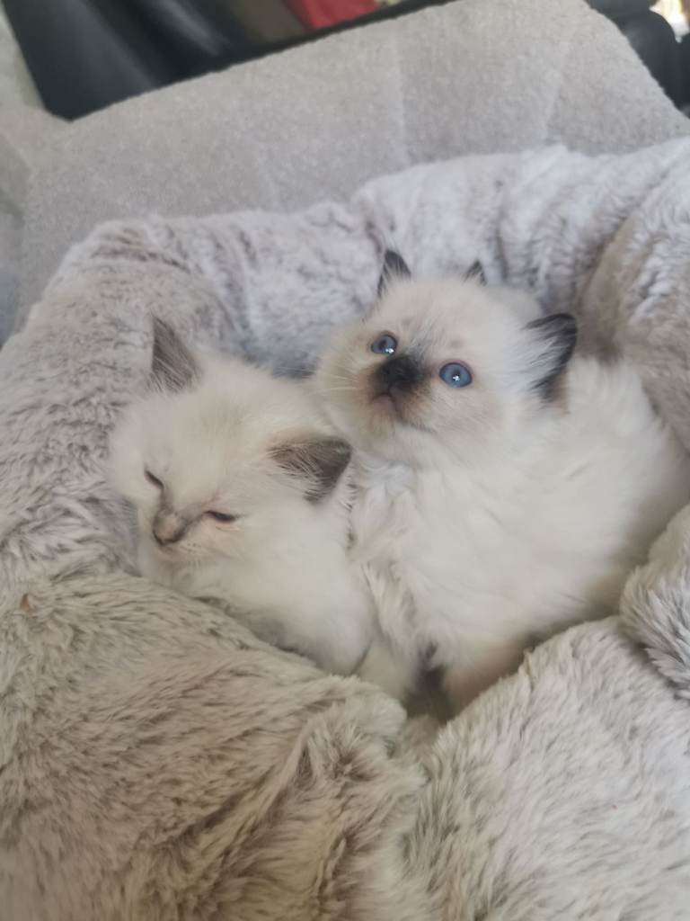Health tested ragdoll kitten 