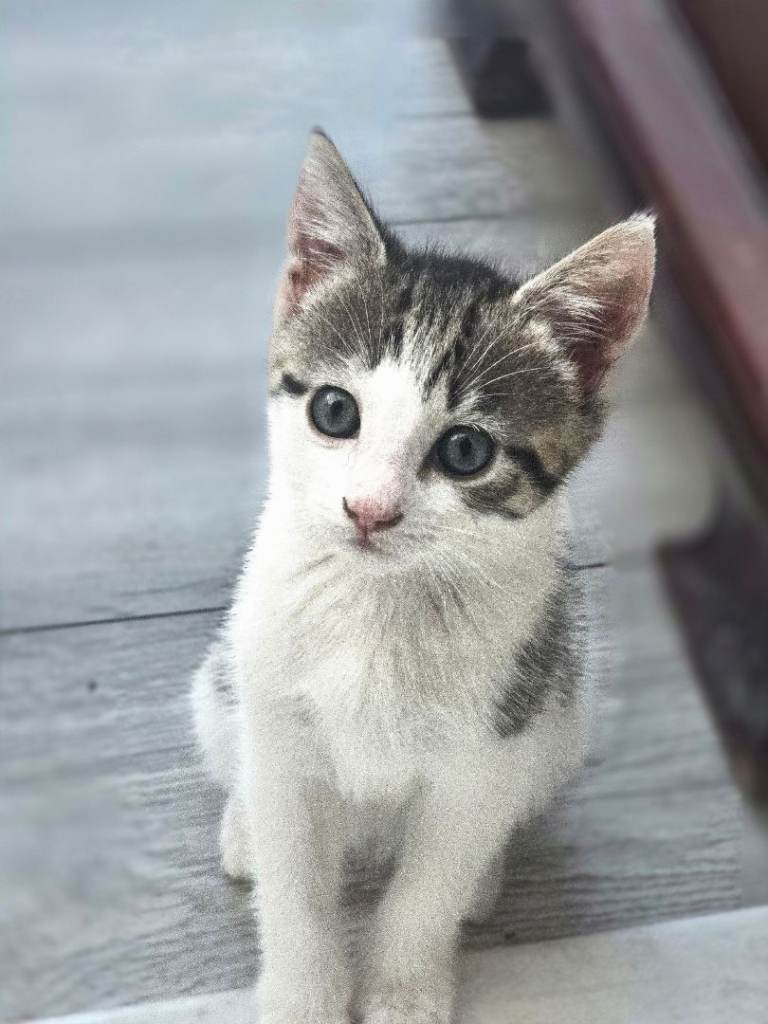 Adorable kittens looking for their home | in Ilford, London | Gumtree
