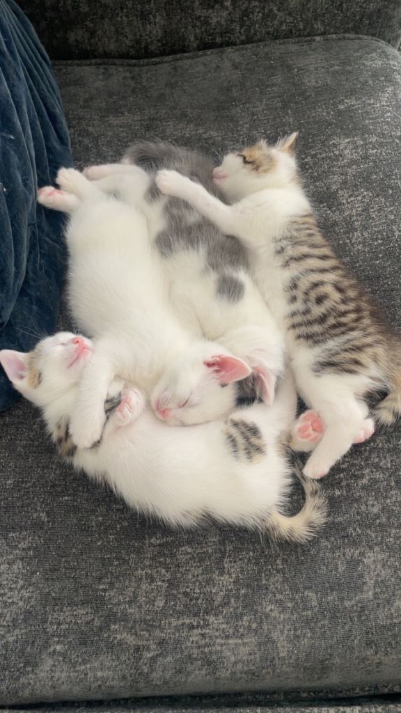 Kittens 
