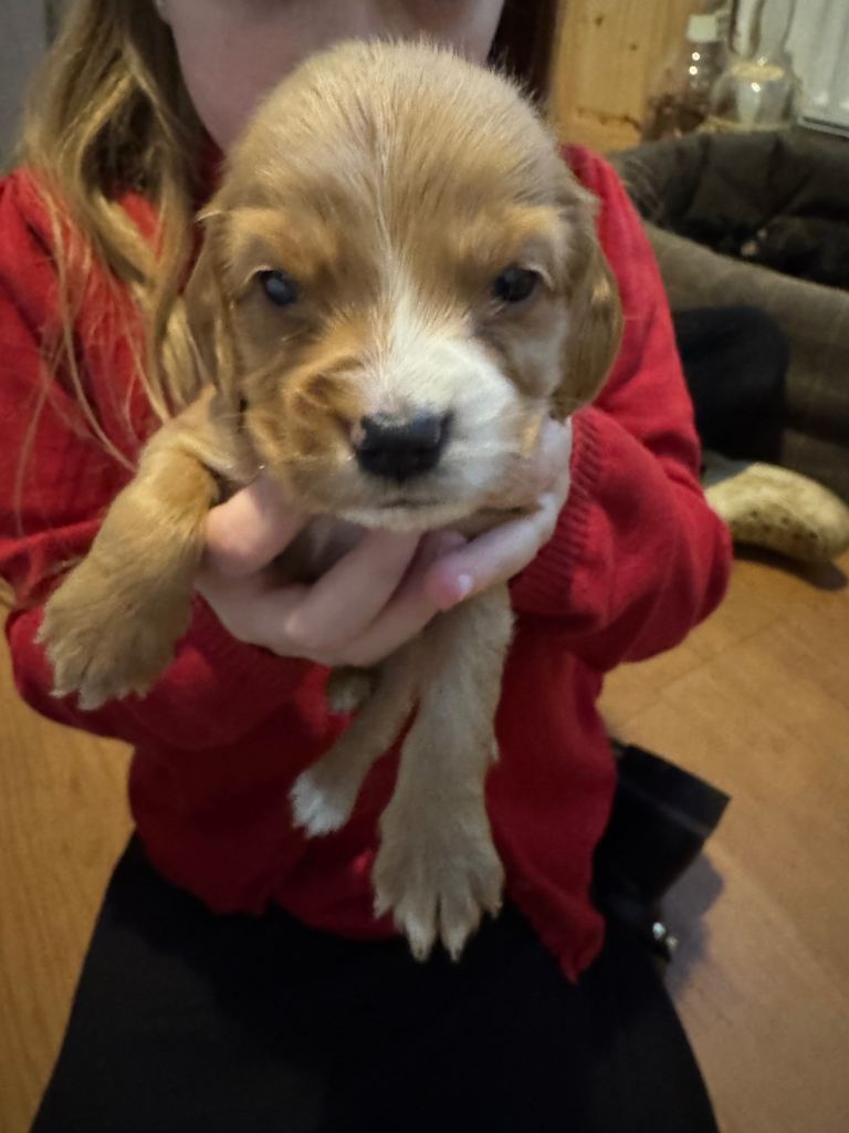 Ready now! Three Beautiful boys left!😍