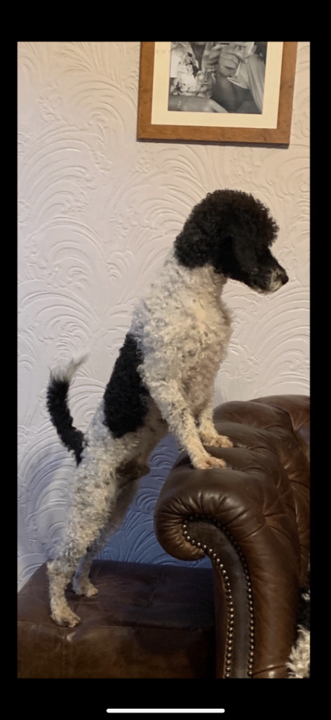 Miniature poodle dog for sale