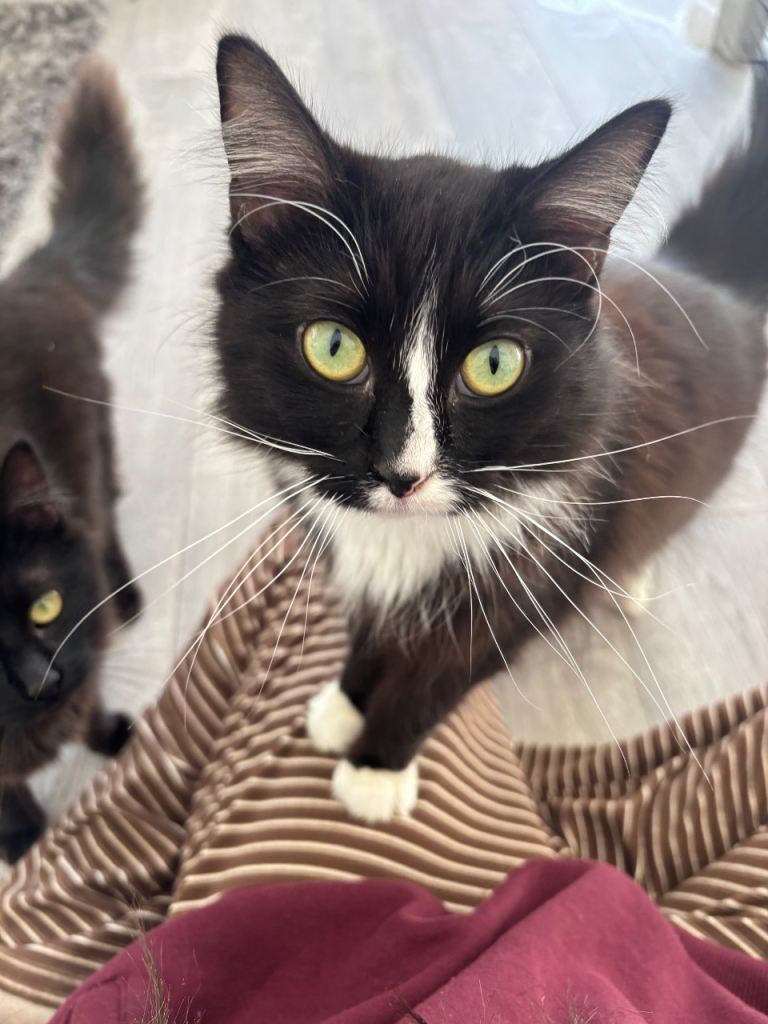 Mainecoone X Norwegian forest cats 