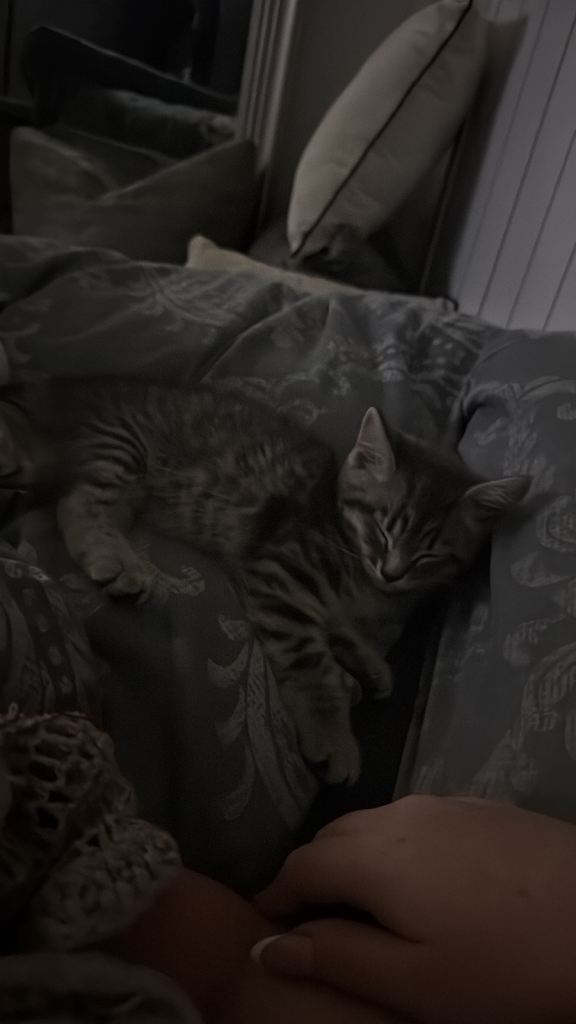 Grey and ginger tabby kittens 