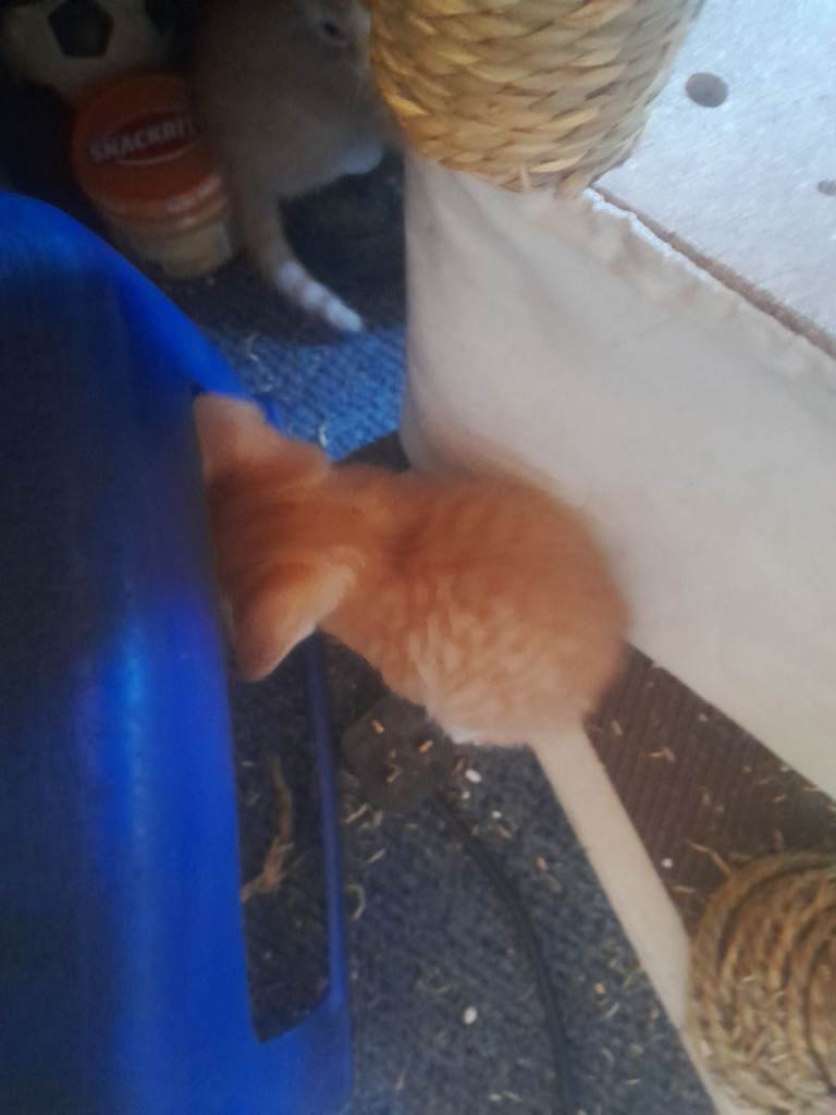 Kittens sold