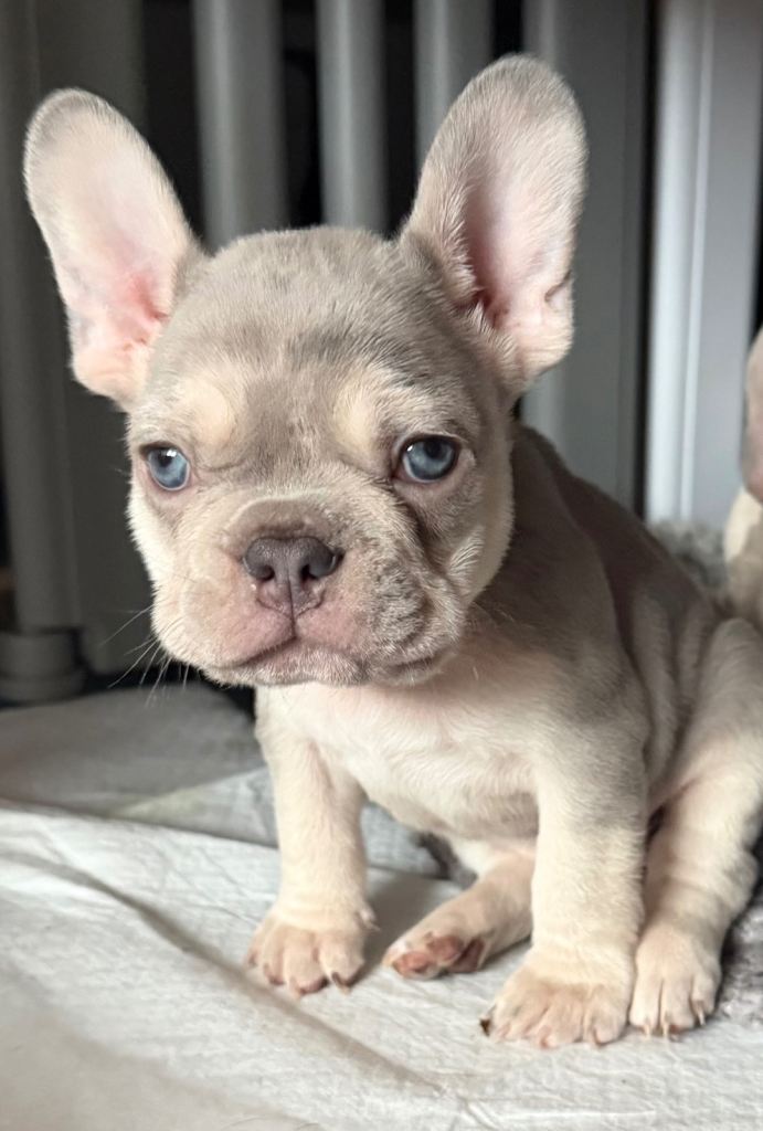 French bulldog puppies for sale LE5 2LT