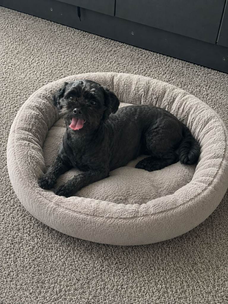 Female Shihpoo