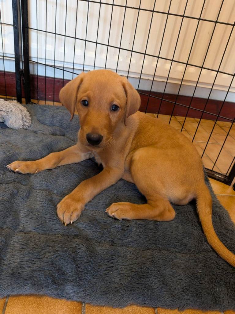 Labrador Puppy - Fox Red