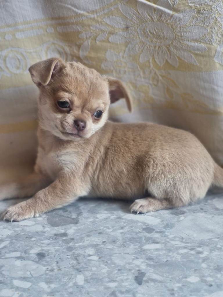 Kc registered female chihuahua puppy