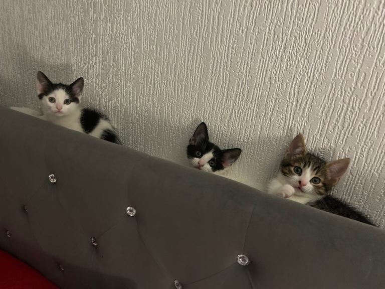 Kitten