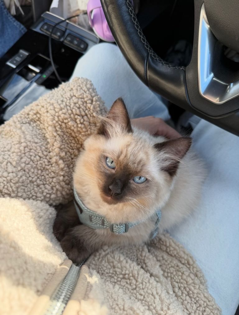 Ragdoll