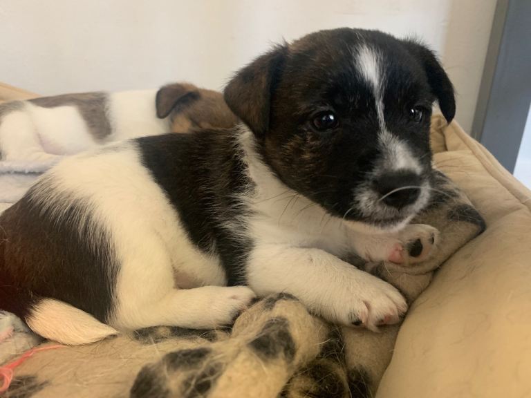 Jack Russell puppy’s 