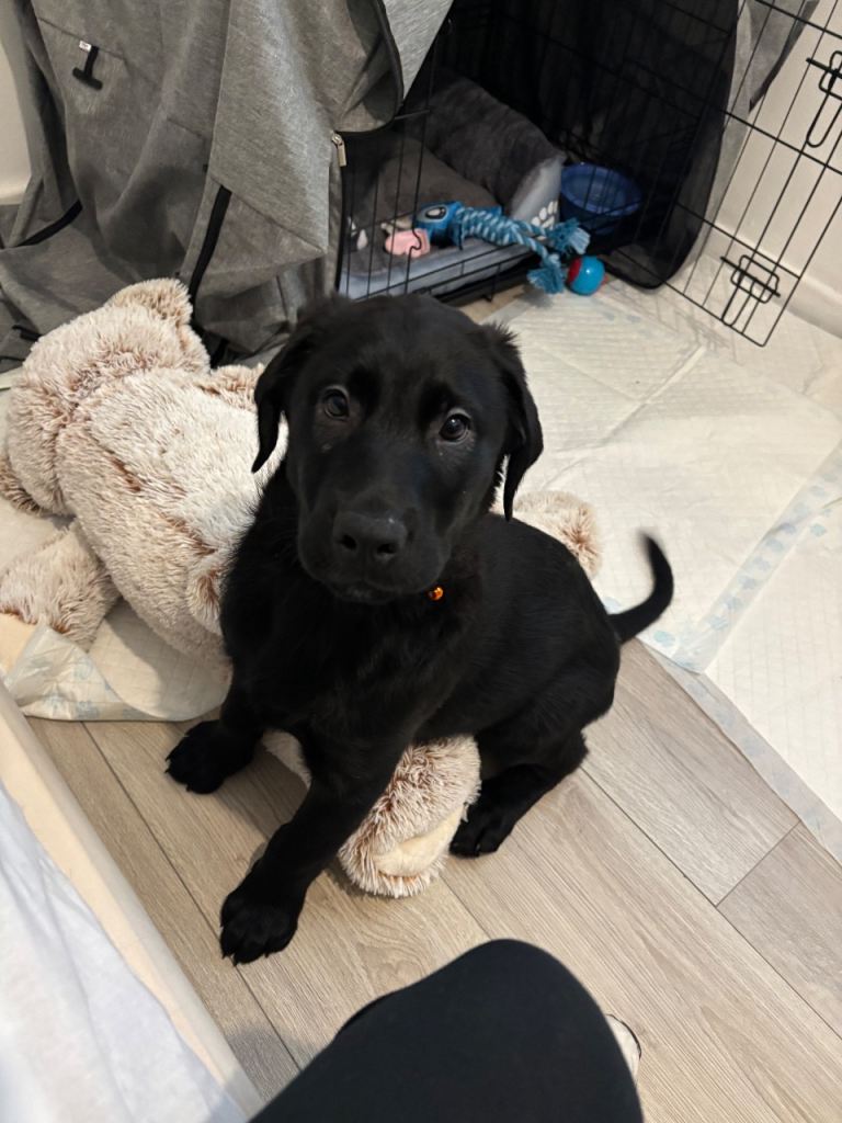 Labrador x Rottweiler 