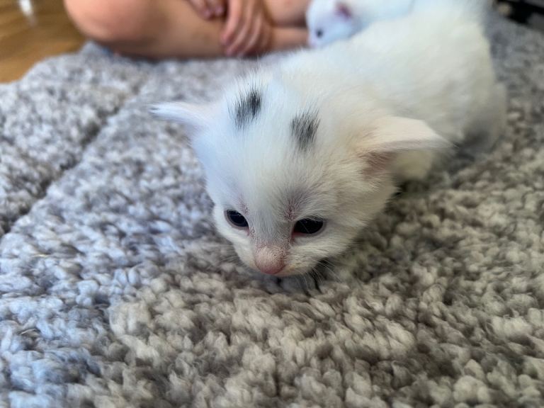 Kittens x 5, 4 boys & 1 girl, Available from 21st August 
