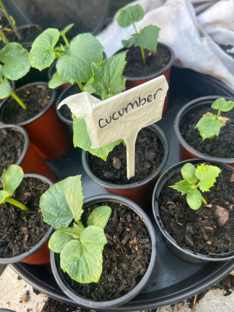 Fresh Cucumber Seedlings – Healthy & 🌱 £_2_ each Ready to Grow 🥒