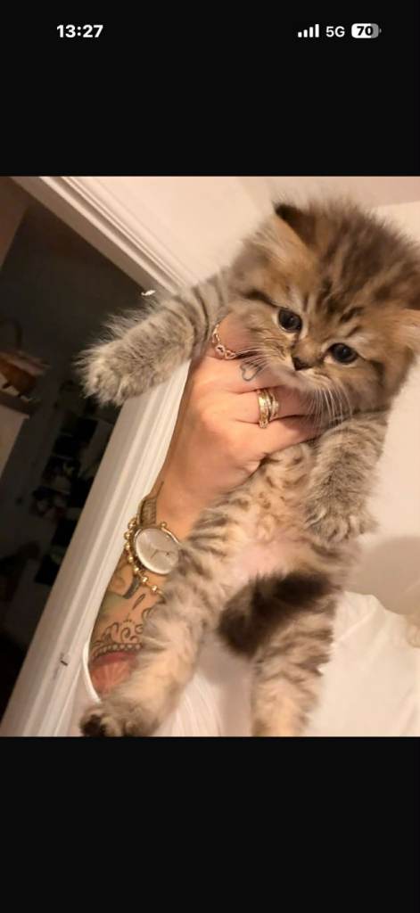 Adorable BLH boy for sale