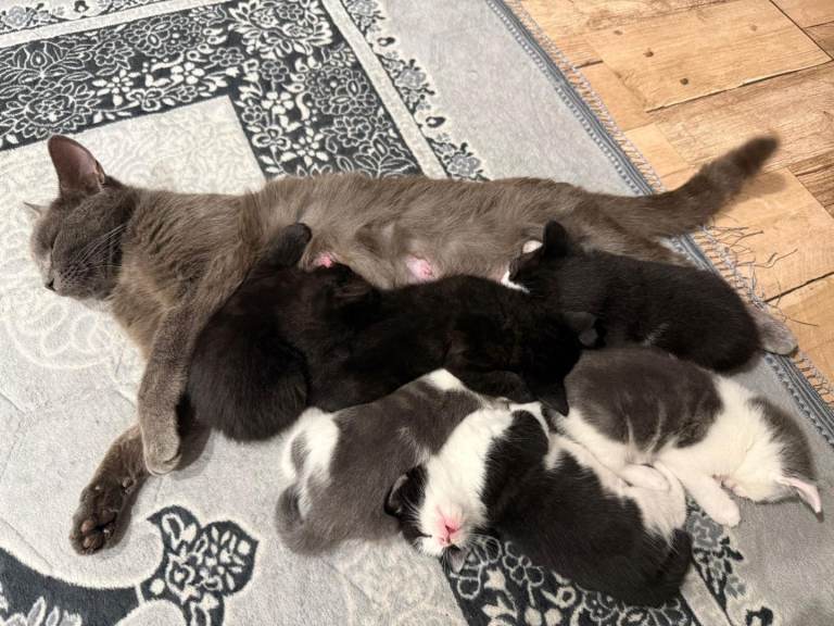 Three kittens looking for their forever home 