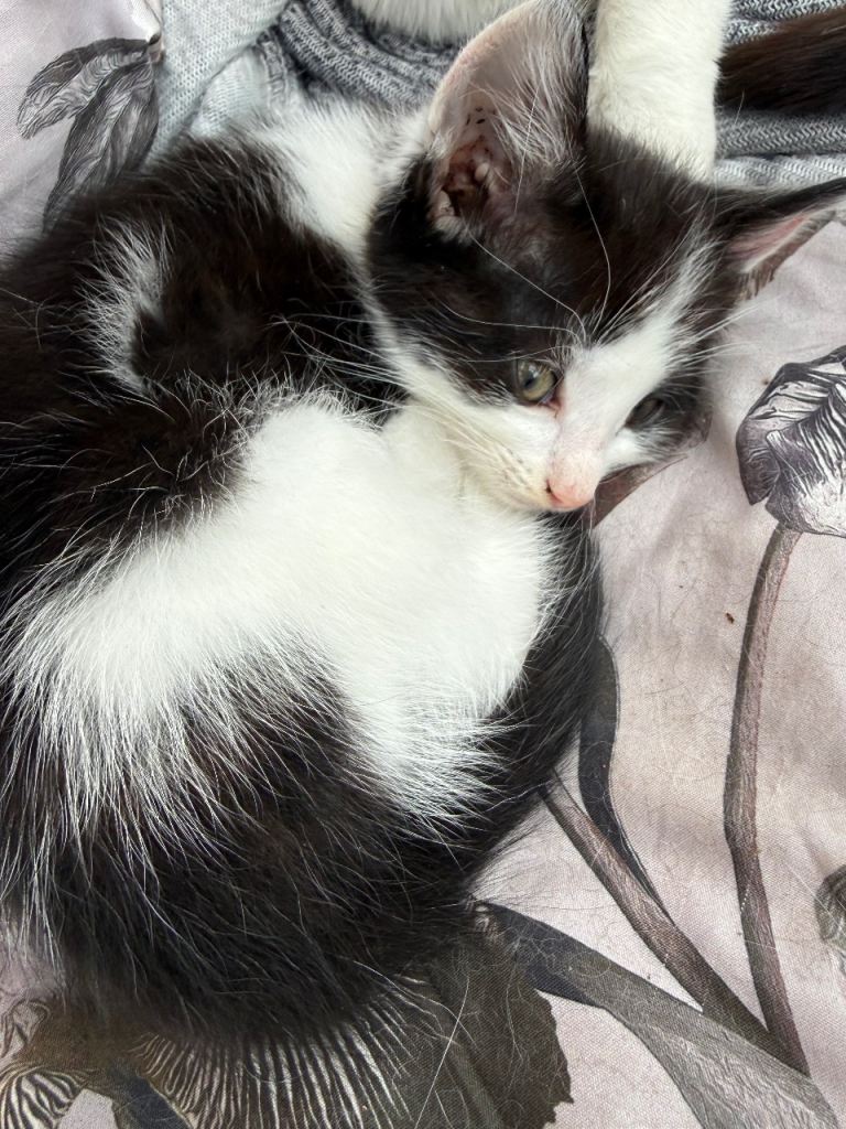 male kitten for sale 