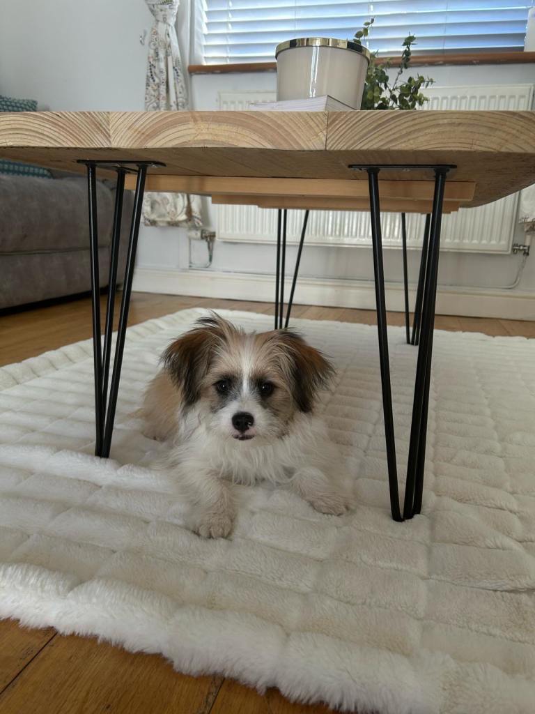 1 year old Shihtzu cross (pending collection)