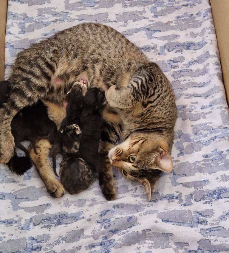 5  Beautiful Domestic Shorthair Tabby Kittens 
