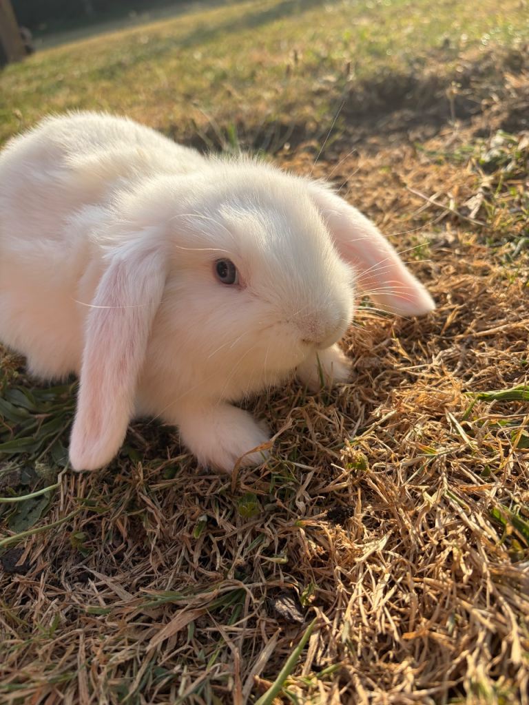 3 beautiful mini lops looking for there forever homes 