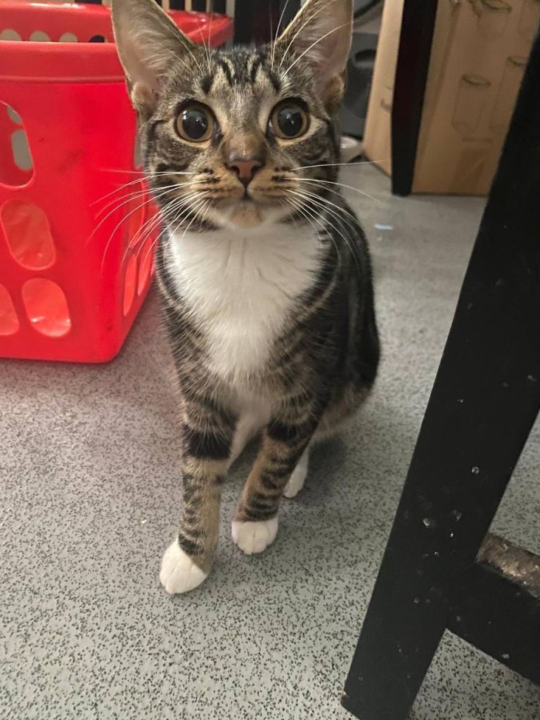Cute tabby for loving home