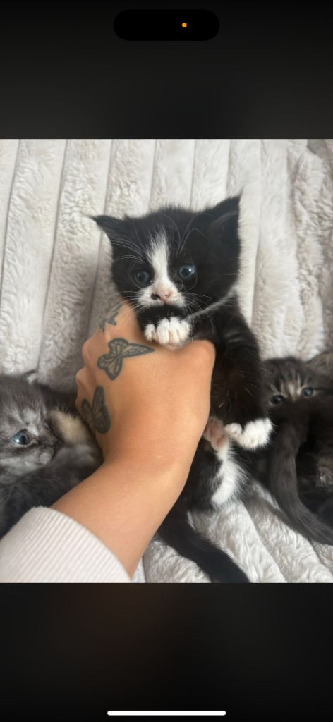 4 Persian chinchilla X kittens 