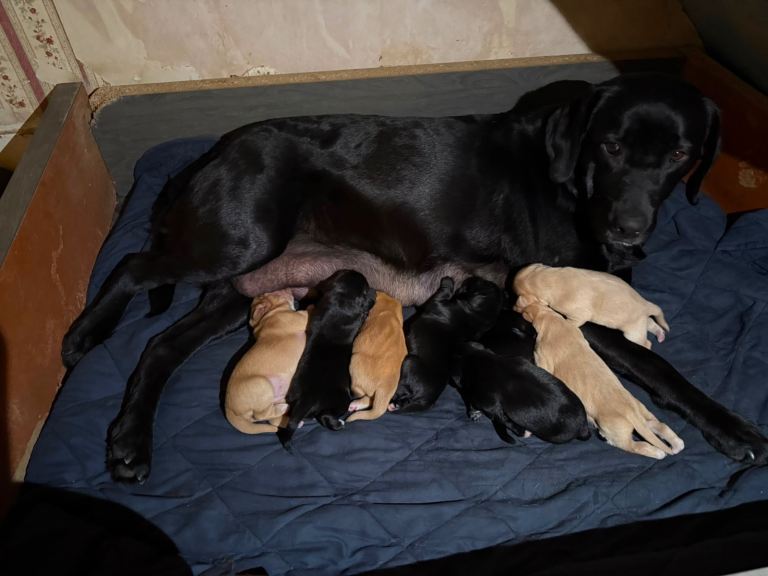 Labrador x King Charles cavalier 