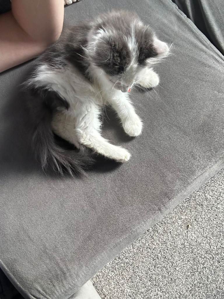 Ragdoll kitten