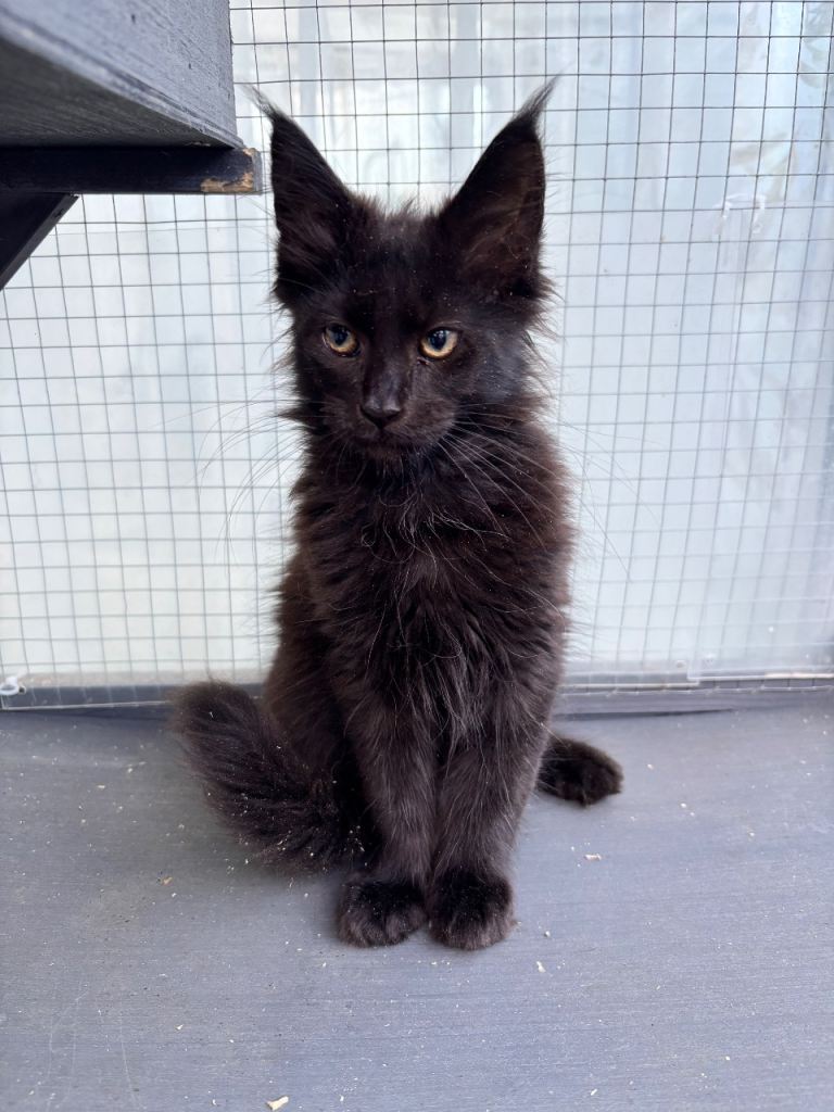 Gorgeous Maine coon babies