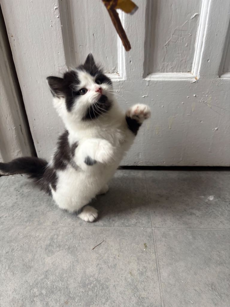 Black and white kitten 