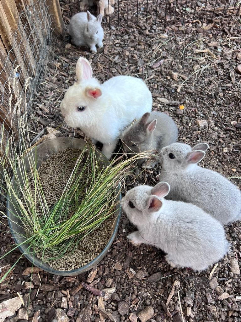 Purebred Netherland Dwarf Bunnies! 