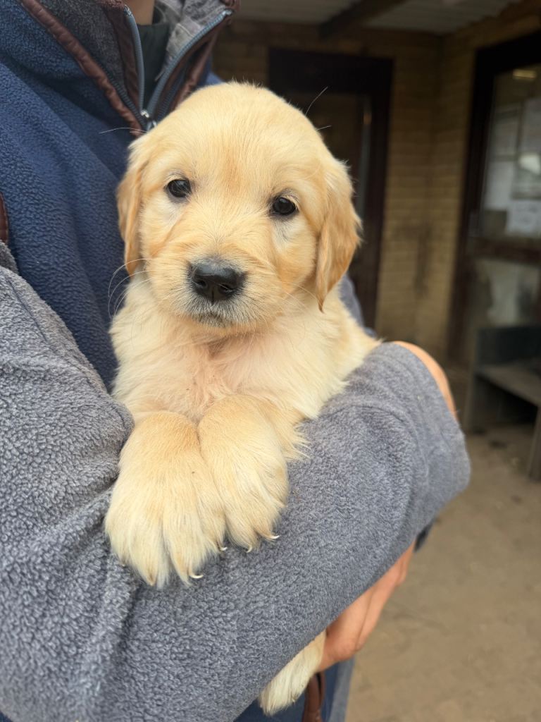 KC registered Golden Retriever Puppies 