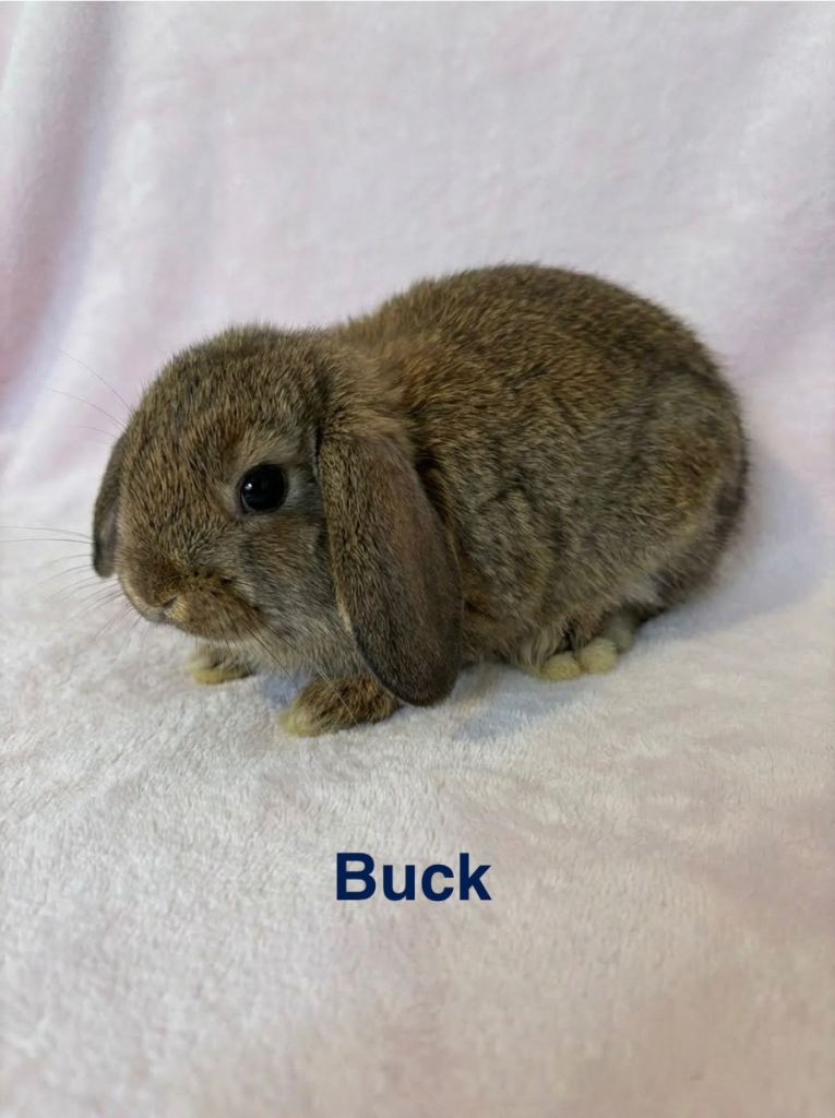 Mini Lop Baby Bunnies Ready Now 