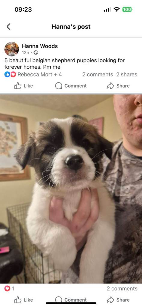 3 x belgian shepherd puppies for sale 