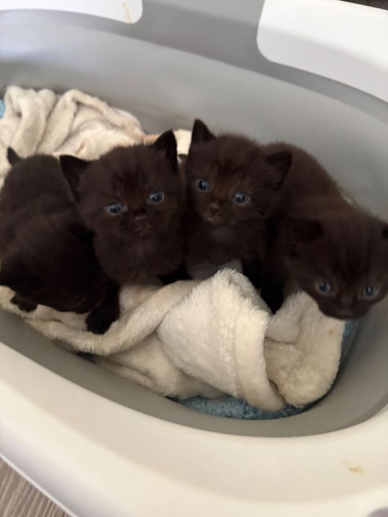 British shorthair 