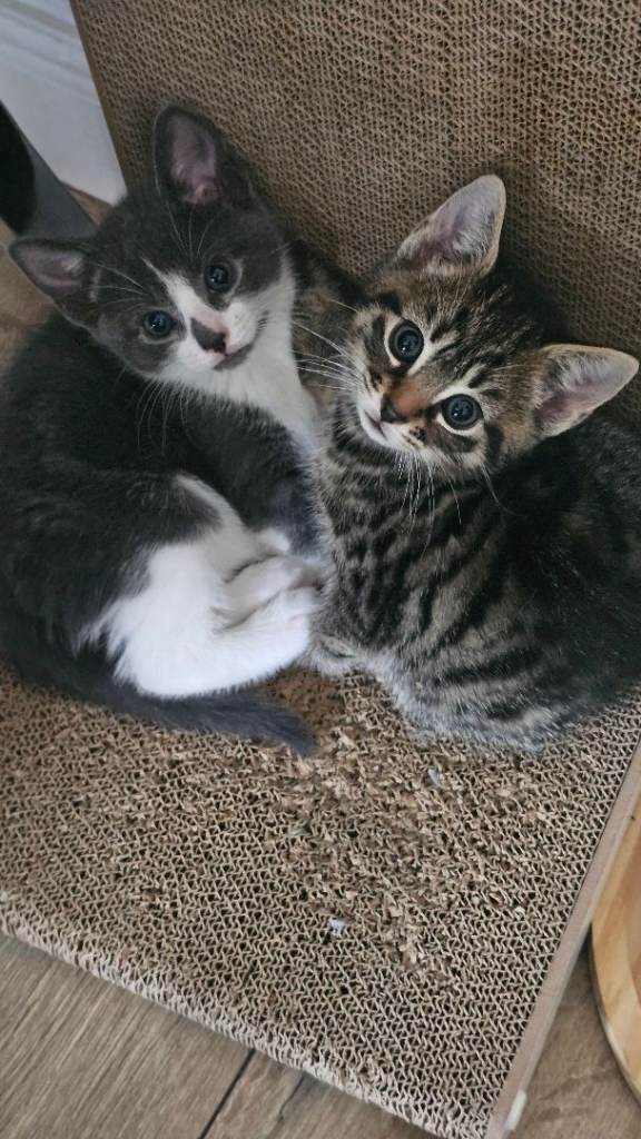 Kittens