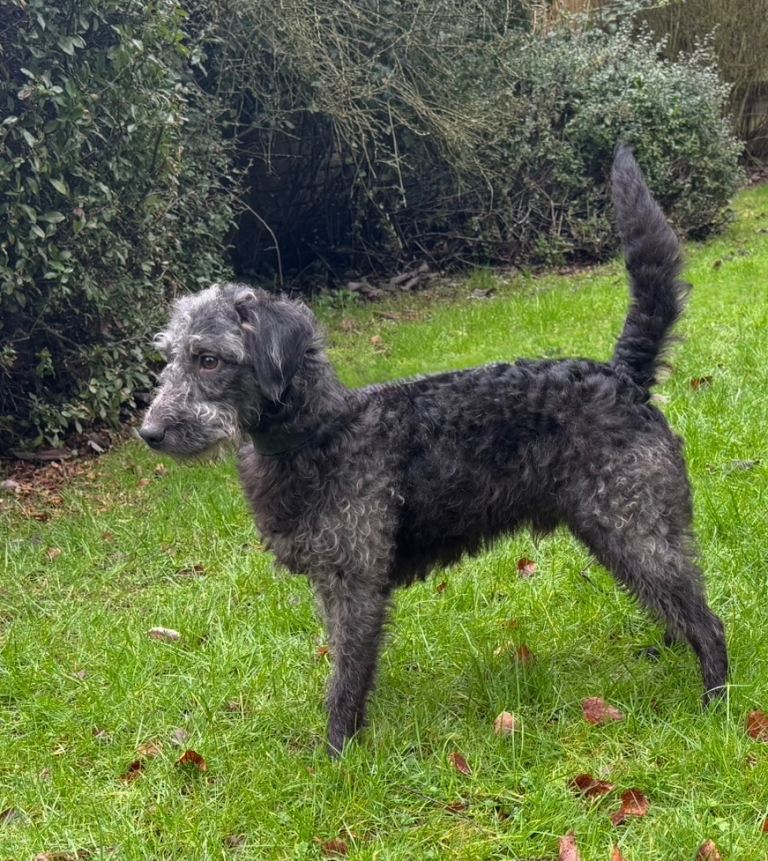 Lovely Bedlington Boy