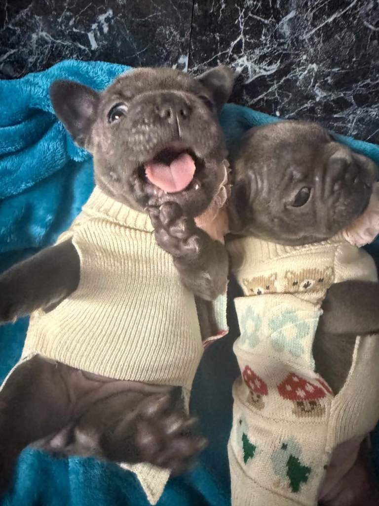 French Bulldogs girls