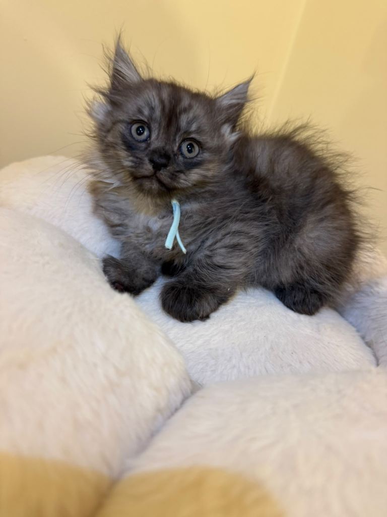 Persian x ragdoll