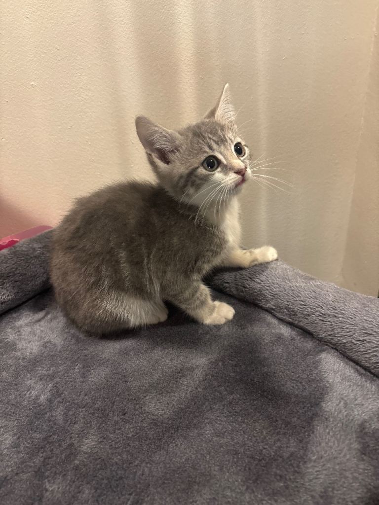 Beautiful Kittens 