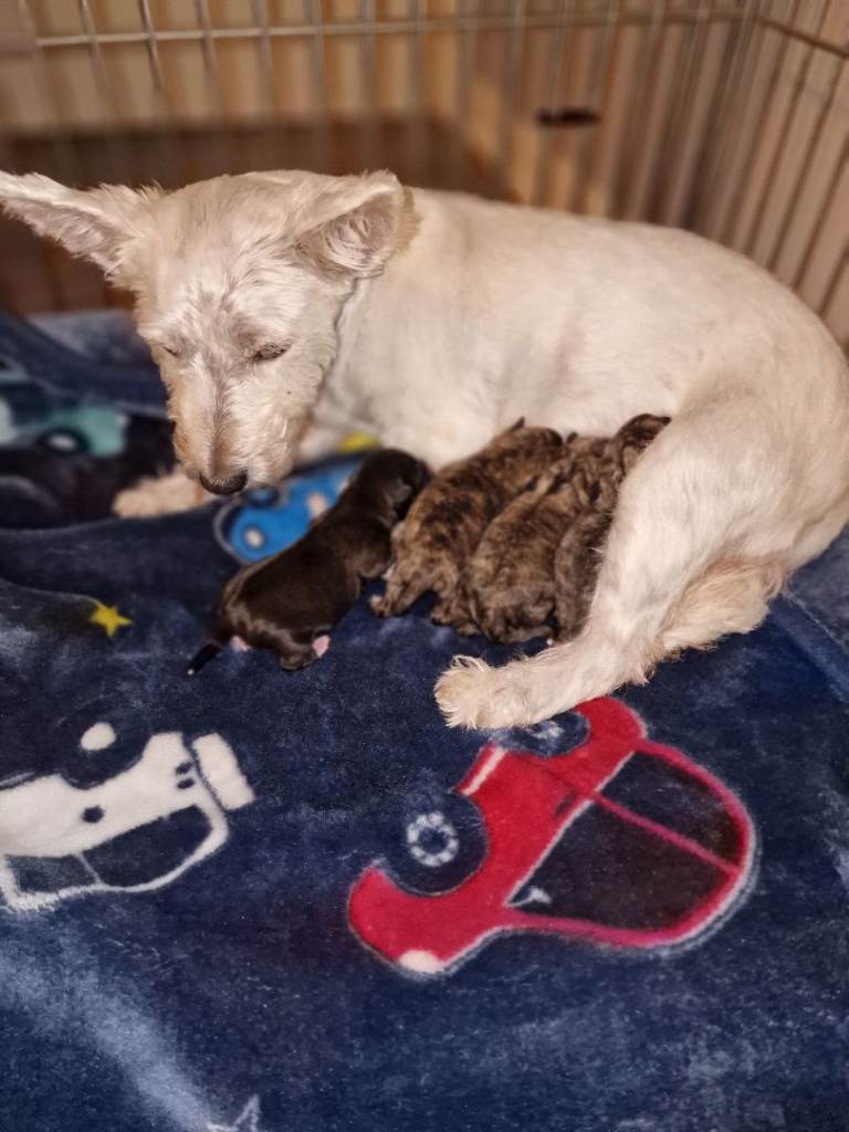 4 Westie x Shihtzu puppies