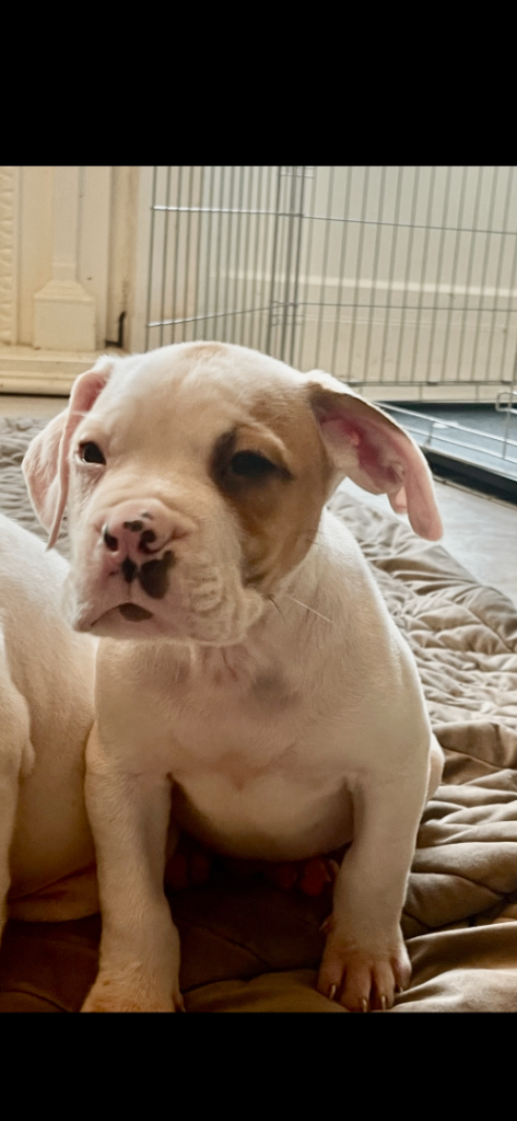 🚨 FINAL 3 PUPPIES LEFT 🚨