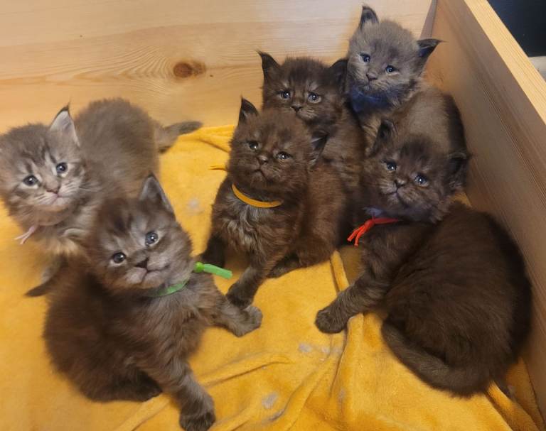 Stunning Main Coon Registered Kittens